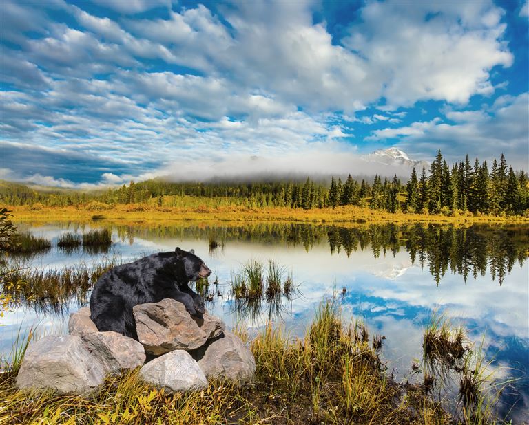 Bären, Wale & Vancouver Island @Kushnirov Avraham/adobestock